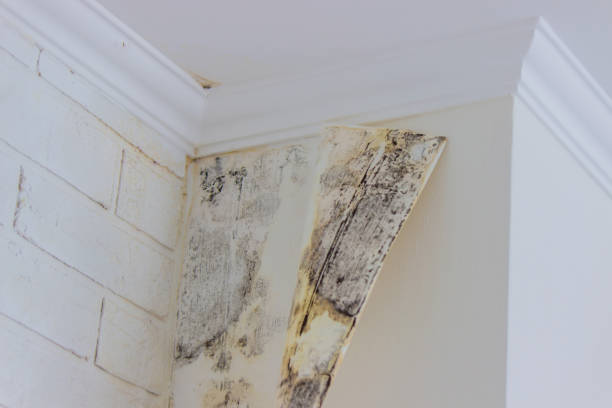 Mold Documentation for Insurance Claims in Plain City, UT